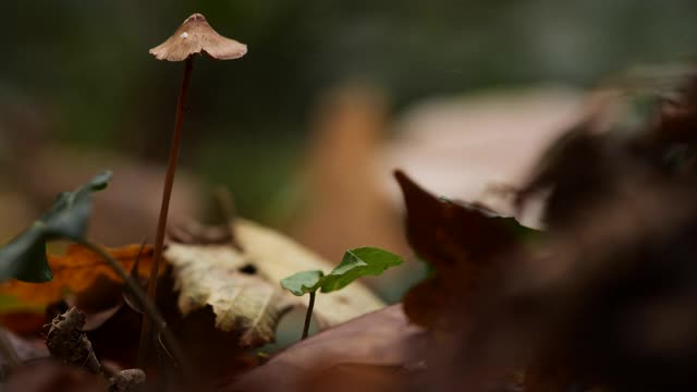 林地上的高大蘑菇视频素材