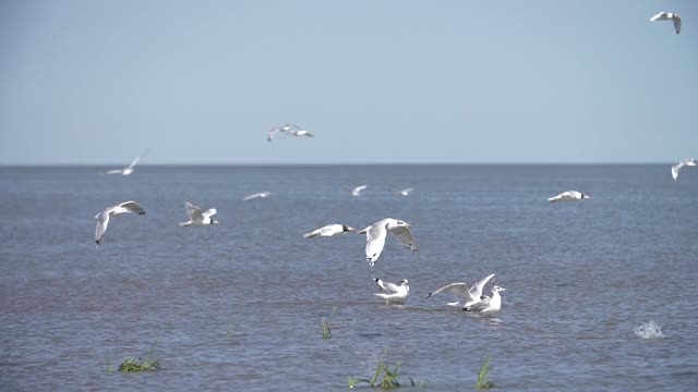 海鸥飞过水面，海洋，许多鸟视频素材