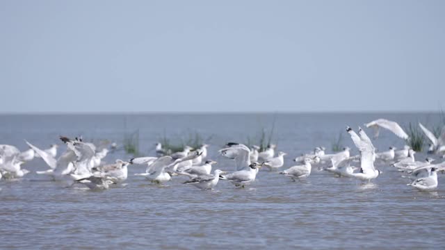 海鸥飞过水面，海洋，许多鸟视频素材