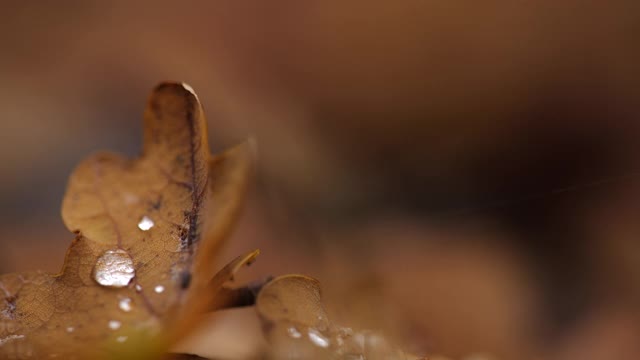 秋叶上的大水滴视频素材