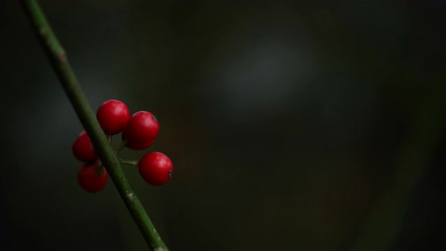 专注于冬青浆果和树叶视频素材