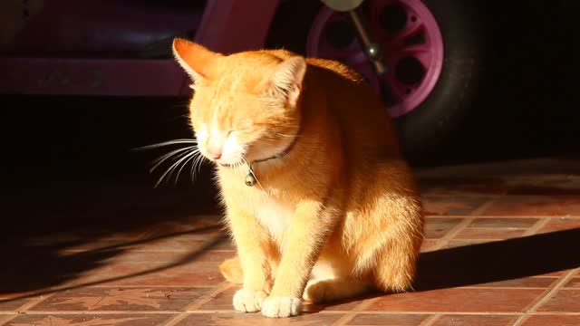 黄色的小猫坐在阳光下的地上视频素材