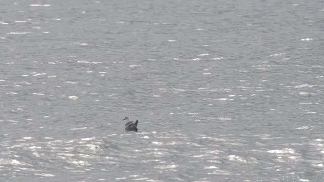 海滩上一只孤独的海鸥视频素材