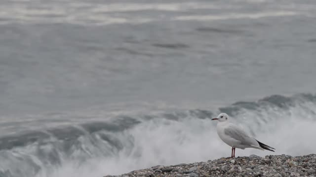 海滩上一只孤独的海鸥视频素材