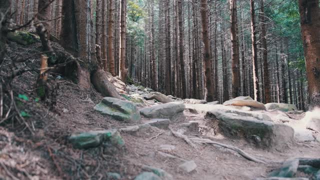 一名背包游客沿着石山步道行走在森林里视频素材