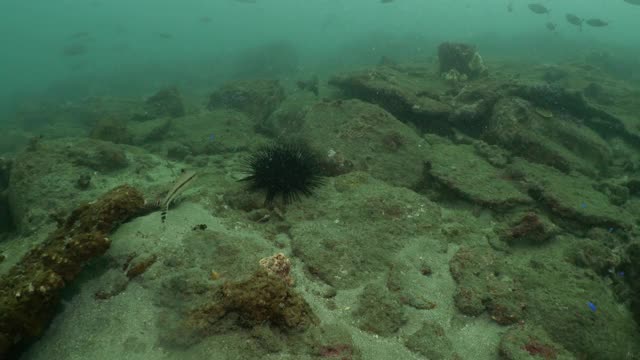 在浑浊的海水中潜水视频素材