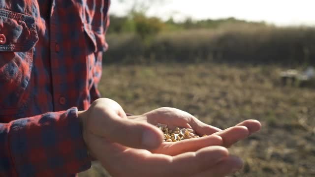 一个年轻的农民在大豆地里散步，检查作物。视频素材