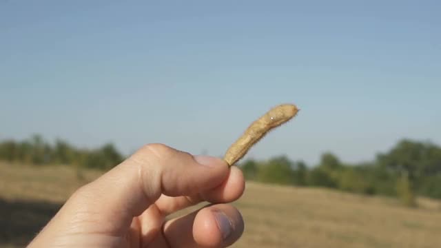 一个年轻的农民在大豆地里散步，检查作物。视频素材