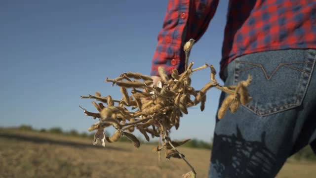 一个年轻的农民在大豆地里散步，检查作物。视频素材