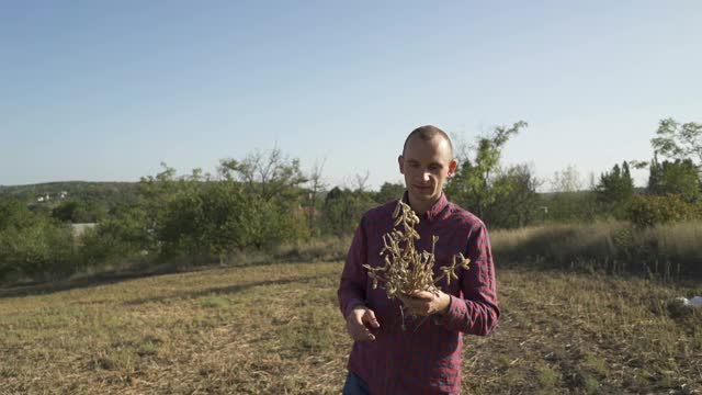 一个年轻的农民在大豆地里散步，检查作物。视频素材