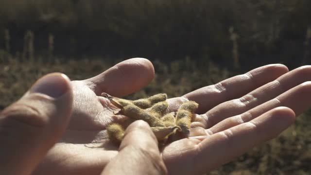 一个年轻的农民在大豆地里散步，检查作物。视频素材