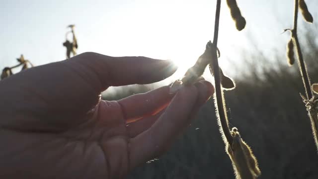 一个年轻的农民在大豆地里散步，检查作物。视频素材