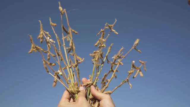 一个年轻的农民在大豆地里散步，检查作物。视频素材