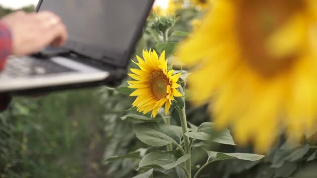 一个商人手里拿着一台电脑在向日葵种植园里视频素材