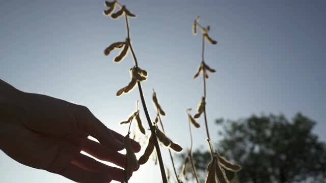 一个年轻的农民在大豆地里散步，检查作物。视频素材