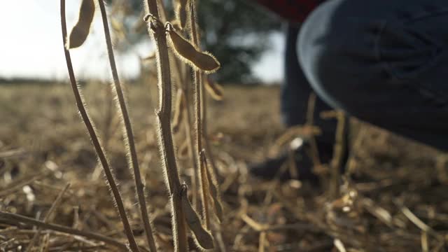 一个年轻的农民在大豆地里散步，检查作物。视频素材