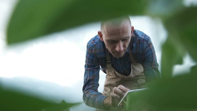 男性农民农学家在耕地中检查大豆植物视频素材