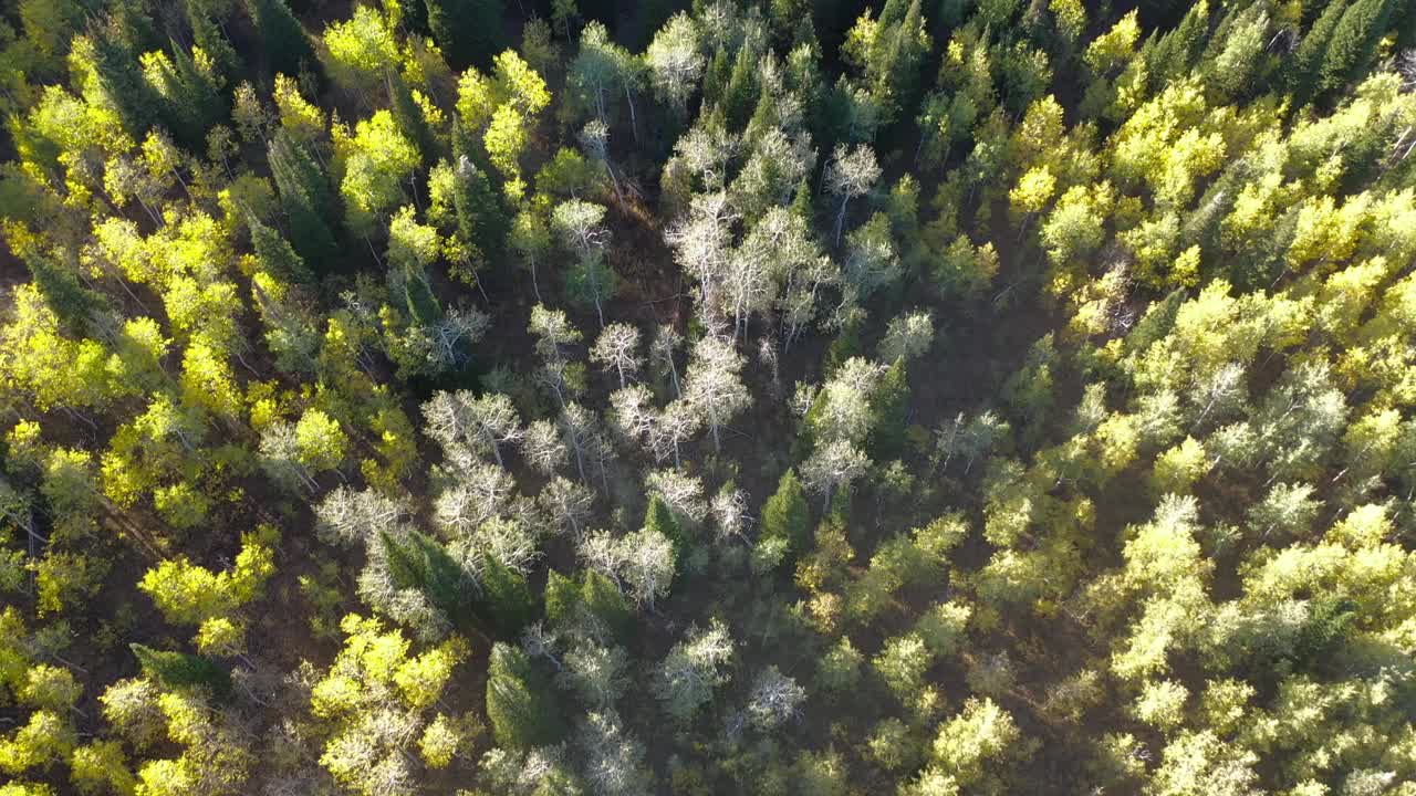 高山森林在秋季与明亮的秋天色彩航拍视频素材