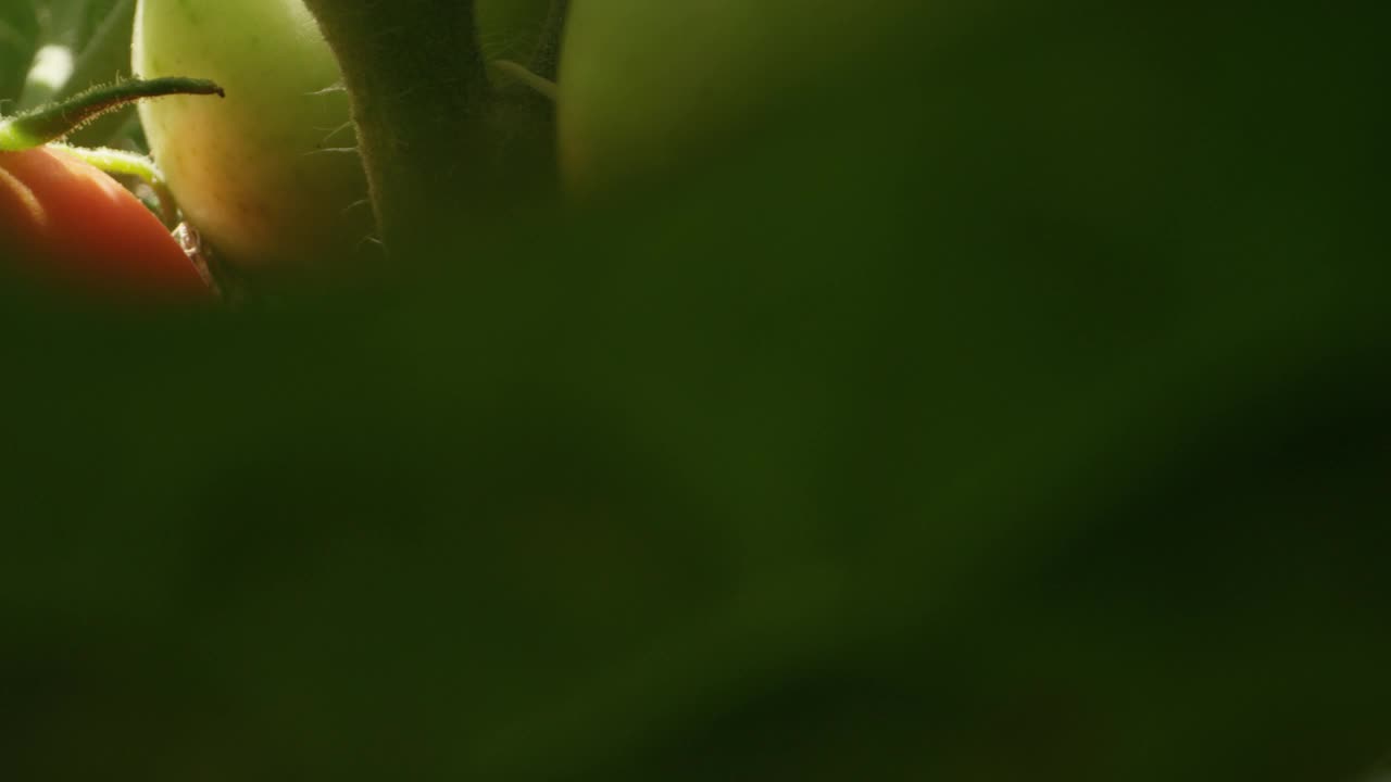 微距拍摄内番茄植物与绿色和红色成熟罗马番茄视频素材