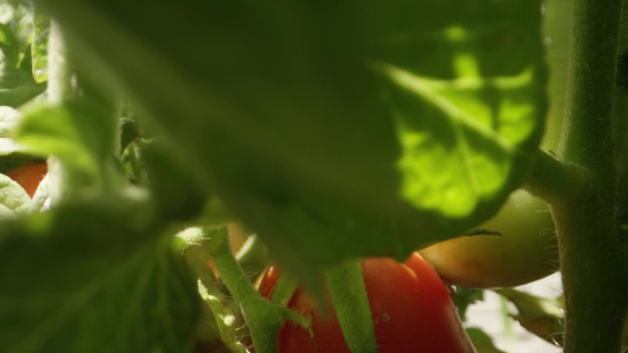 微距拍摄内番茄植物与绿色和红色成熟罗马番茄视频素材