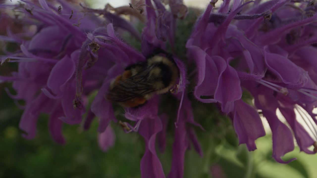 大黄蜂从蜂香花中采蜜的特写镜头视频素材