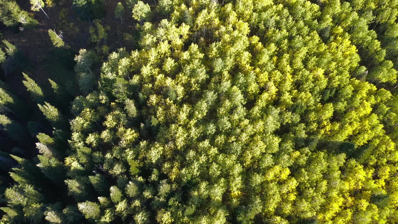 高山森林在秋季与明亮的秋天色彩航拍视频素材