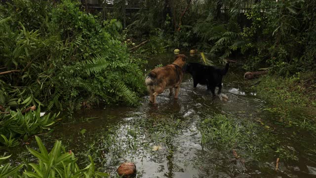 超级台风“哥尼”过后，狗在洪水中跋涉。视频素材