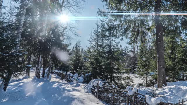 下雪的森林。从上往下看，在冰雪皑皑的冬季森林，自然景观，冰冻森林，美丽的冬季阳光景观视频素材