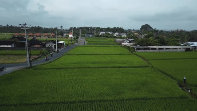 无人机拍摄的巴厘岛绿色稻田俯视图，道路上的汽车和运动模糊视频素材