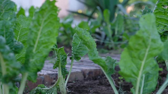 菜园里菠菜叶的特写视频素材