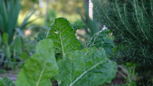 菜园里菠菜叶的特写视频素材