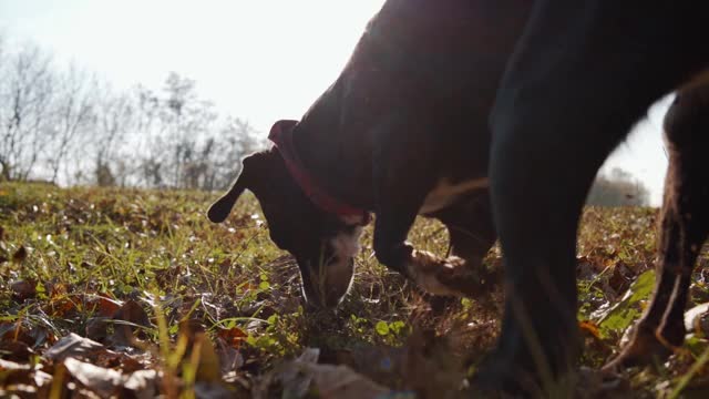 混种狗在公园里玩耍视频素材