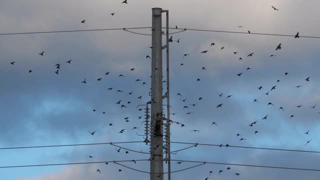 一群欧洲椋鸟(Sturnus vulgaris)栖息在头顶的电线上。Occitanie、法国视频素材