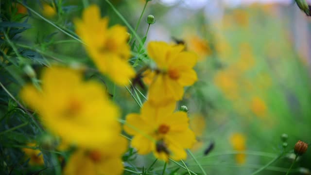 黄色的宇宙花视频素材