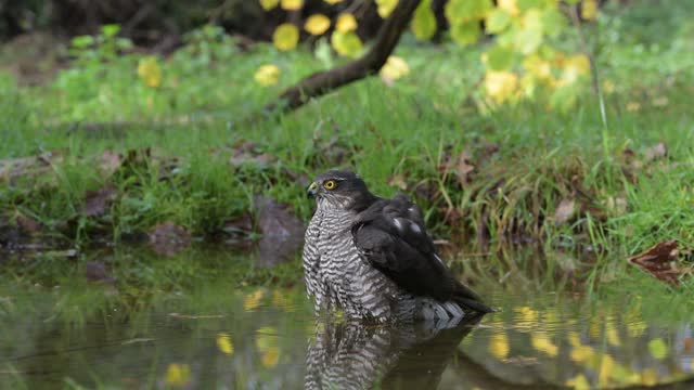 女性sparrowhawk成果视频素材