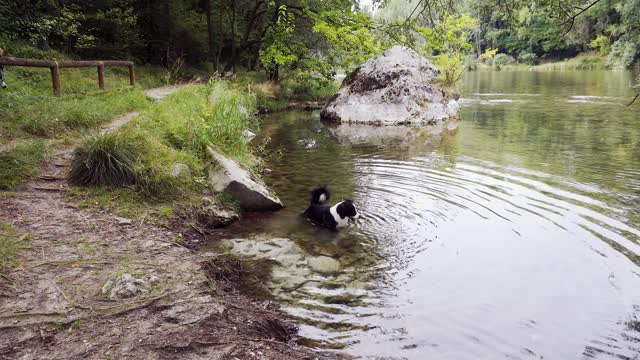 一只边境牧羊犬在布伦塔河的水域里玩耍视频素材