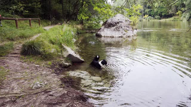 一只边境牧羊犬在布伦塔河的水域里玩耍视频素材