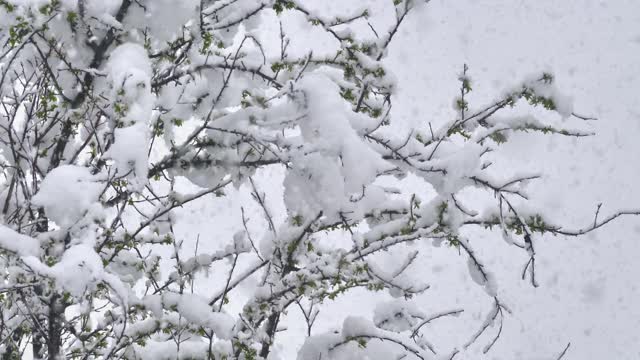 雪花落枝头树4k视频素材