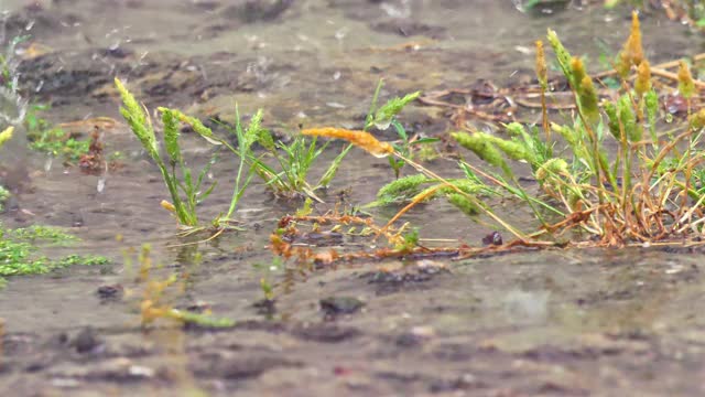 雨在草甸宏4k视频素材