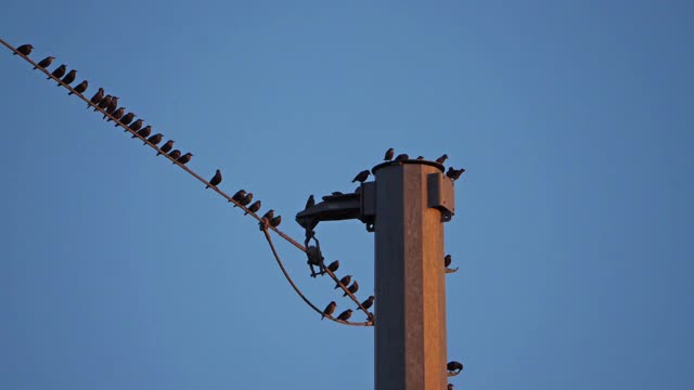 一群欧洲椋鸟(Sturnus vulgaris)栖息在头顶的电线上。Occitanie、法国视频素材