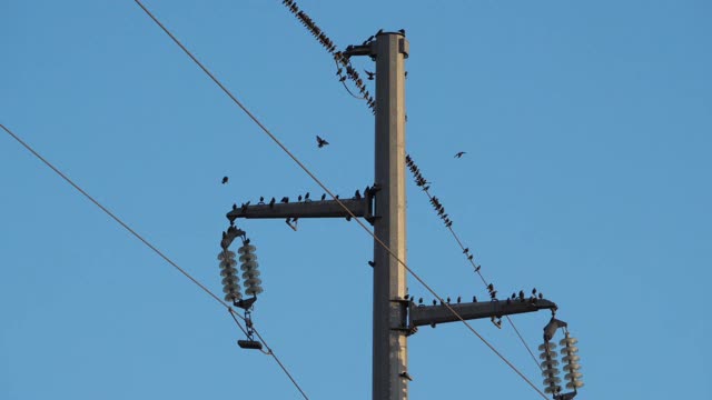 一群欧洲椋鸟(Sturnus vulgaris)栖息在头顶的电线上。Occitanie、法国视频素材