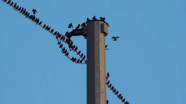 一群欧洲椋鸟(Sturnus vulgaris)栖息在头顶的电线上。Occitanie、法国视频素材