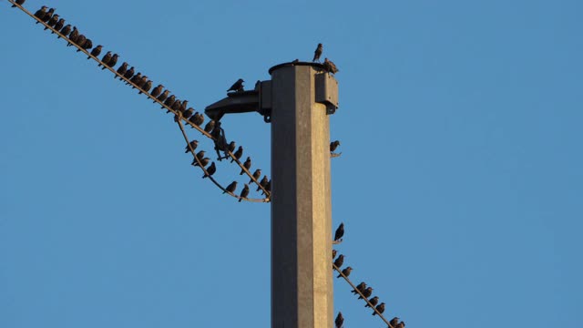 一群欧洲椋鸟(Sturnus vulgaris)栖息在头顶的电线上。Occitanie、法国视频素材