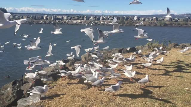 白色海鸥在海洋和海岸上空飞翔视频下载