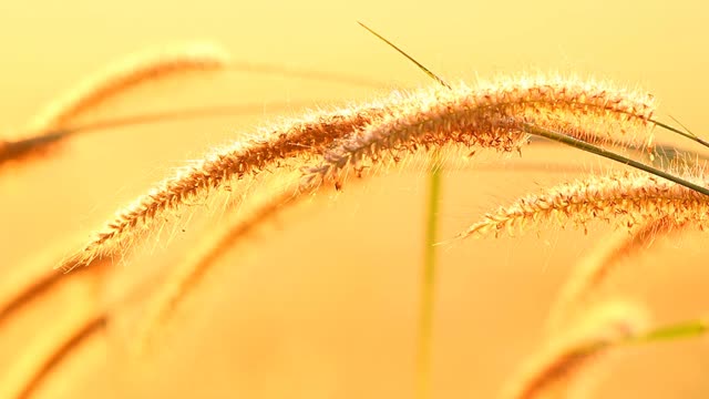 泰国清迈省清晨的草花剪影视频素材