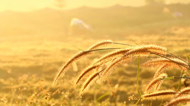 泰国清迈省清晨的草花剪影视频素材