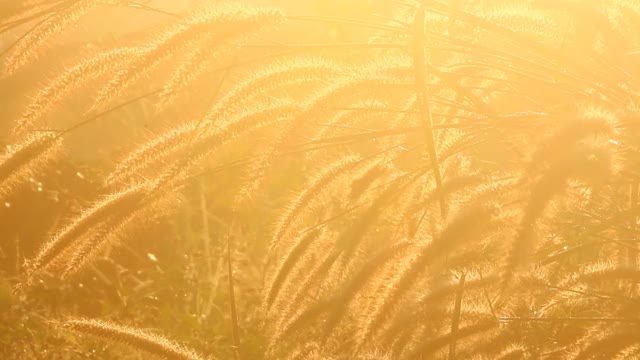 泰国清迈省清晨的草花剪影视频素材