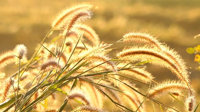 泰国清迈省清晨的草花剪影视频素材