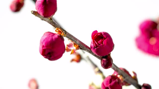 红色的梅花。时间流逝。梅花bloosom。视频素材