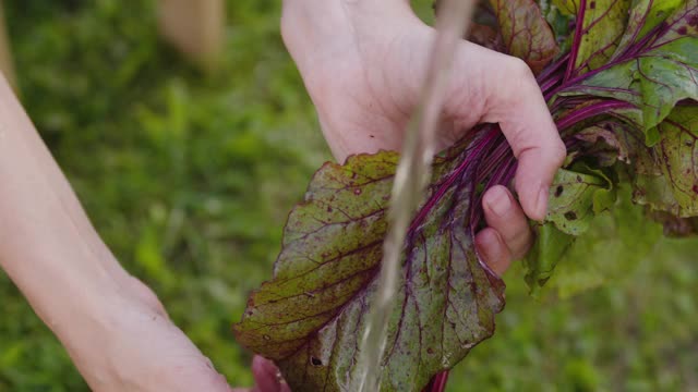 农夫在花园里清洗生甜菜视频素材